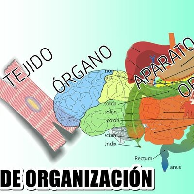 Timeline: NIVELES DE ORGANIZACIÓN DEL CUERPO HUMANO