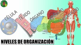 Timeline: NIVELES DE ORGANIZACIÓN DEL CUERPO HUMANO