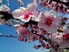 Primo giorno di primavera