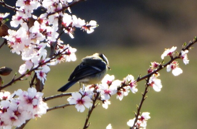 Primo giorno di PRIMAVERA