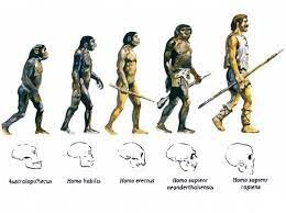 La teoria de l'evolució