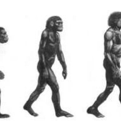 Timeline: L'EVOLUCIÓ DELS HOMÍNIDS