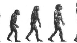 Timeline: L'EVOLUCIÓ DELS HOMÍNIDS