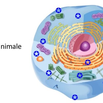 Timeline: LA SCOPERTA DELLE CELLULE