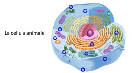 Timeline: LA SCOPERTA DELLE CELLULE
