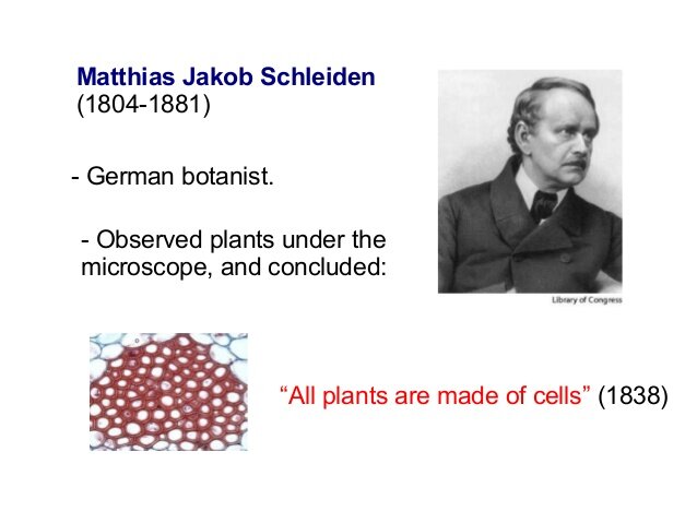 Matthias J. Schleiden