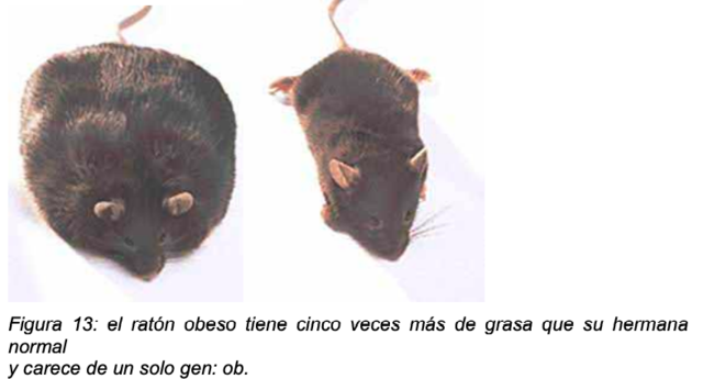 Artículo Positional cloning of the mouse obese gene and its human homologue.