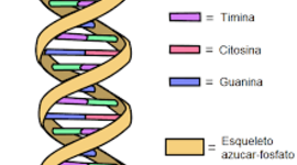 Timeline: LA HISTORIA Y LA EVOLUCION DE LA GENETICA