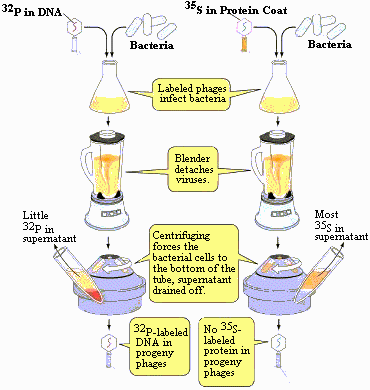 El experimento Avery-Macleaod-McCarly
