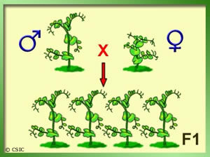 Primer experimento de genética