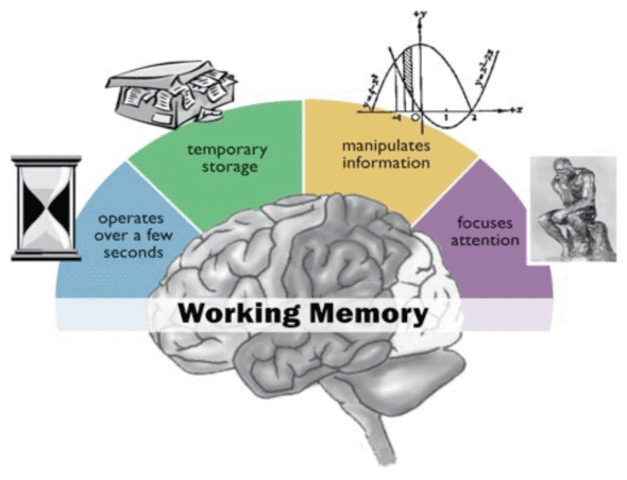 5.1 working memory