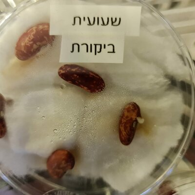 Timeline: מזרע לצמח