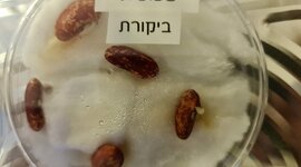 Timeline: מזרע לצמח