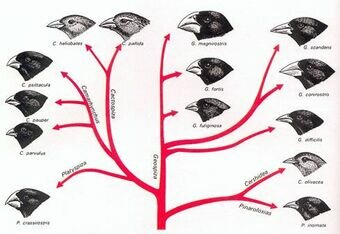 Teoria de la selecció natural