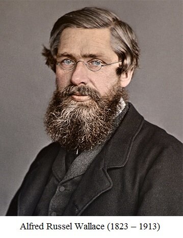 Teoria de Alfred Russel Wallace