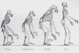 La ascendencia de l’home