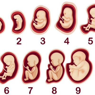 Timeline: EL PROCÉS EMBRIONARI HUMÀ