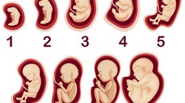 Timeline: EL PROCÉS EMBRIONARI HUMÀ