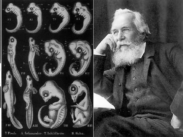 Ernst Haeckel - Ley biogenética