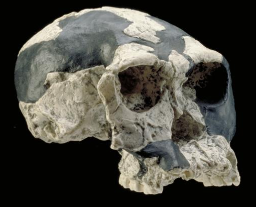 Homo habilis