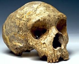 Homo Neanderthalensis