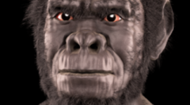 Timeline: L'EVOLUCIÓ DELS HOMÍNIDS