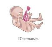 18s- El feto presenta movimientos en la laringe propios del habla.