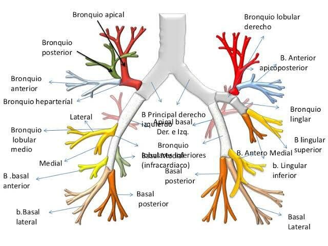 19s- El árbol bronquial está completo