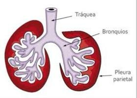 26-27s- Desarrollo de los bronquios respiratorios, conductos alveolares y alveolos, barrera alevolo-capilar.