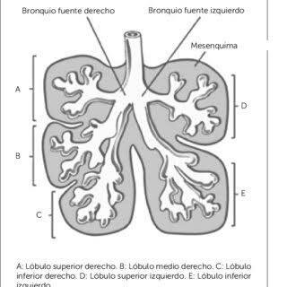 Fase sacular (26 semanas-nacimiento)