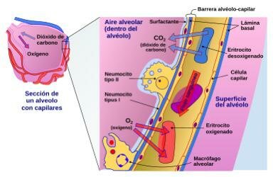 30s- Adelgazamiento de las paredes alveolares