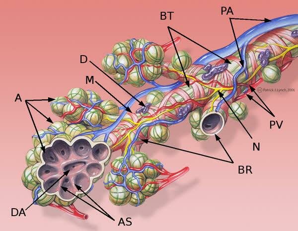 Fase alveolar (32 semanas-8 años de edad)