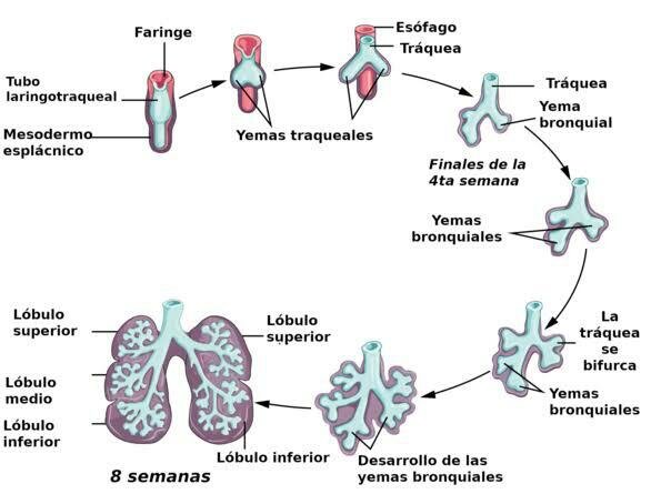 38s- Desarrollo pulmonar completo