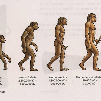 Timeline: L'evolució dels homínids