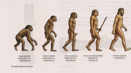 Timeline: L'evolució dels homínids
