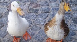 Timeline: Tim's biography