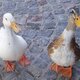 2 patos
