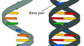 Timeline: DESCUBRIMIENTO DEL ARN