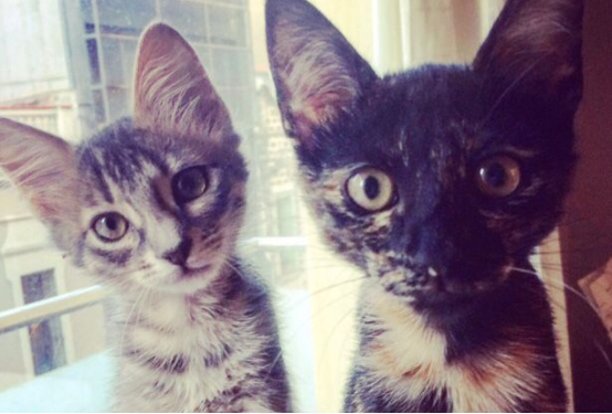 Vaig adoptar a les meves gates