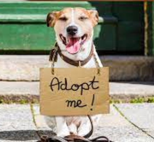 I adopt a dog