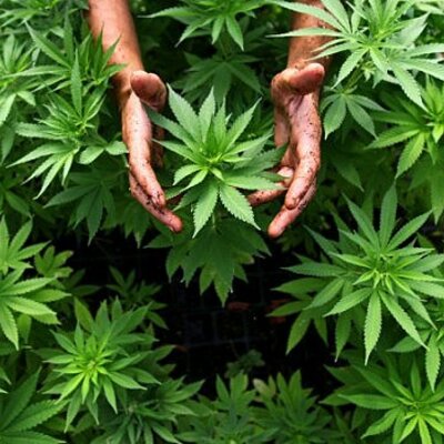 Timeline: Periodo de la marihuana