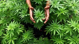 Timeline: Periodo de la marihuana