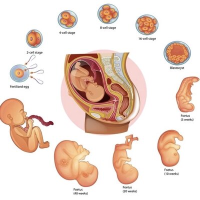 Timeline: EL PROCÉS EMBRIONARI HUMÀ