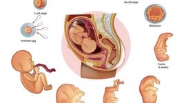 Timeline: EL PROCÉS EMBRIONARI HUMÀ