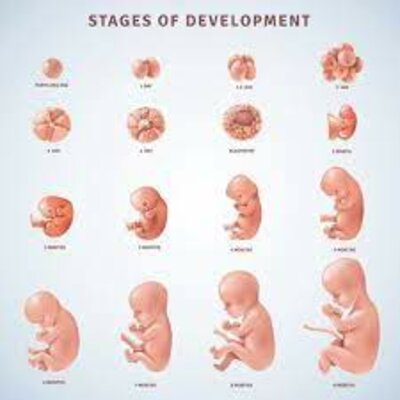 Timeline: Procés Embrionari