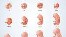 Timeline: Procés Embrionari