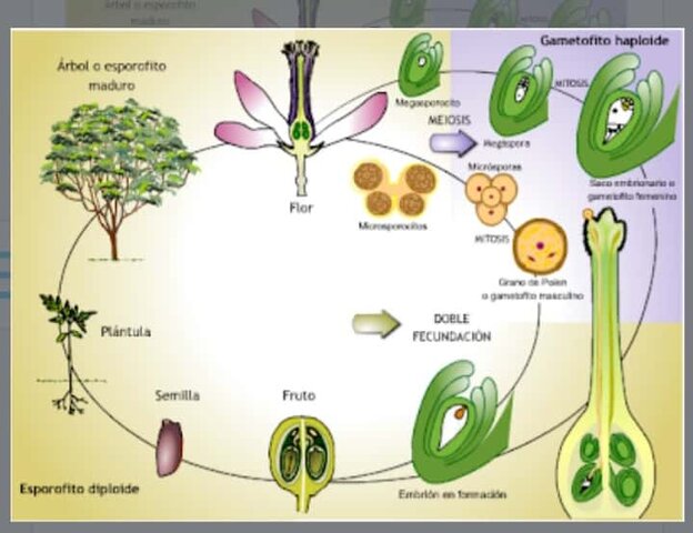 Inicio de la Genética