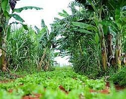 Tecnología agrícola en la franja sub-cálido húmeda de Veracruz