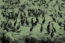 EXPLOTACION DEL GUANO