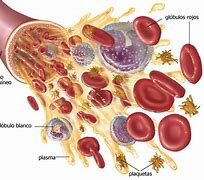 Anton Van Leeuwenhoek